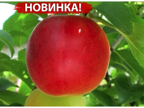 Гібрид абрикос-сліва Бірикоколо Сусинко (середній)