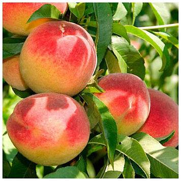 Персикометра (середній), фото 1