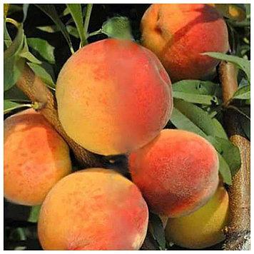 Персик Августівський, фото 1