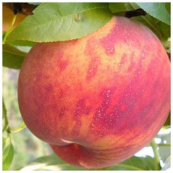 Персик Іван Тупіцин, фото 1