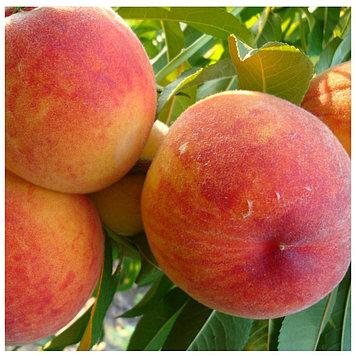 Персик Іфтихор, фото 1