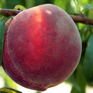 Персик ЕРЛІ РОЯЛ ВІ (середній), фото 1