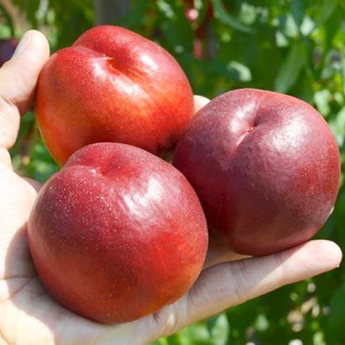 Нектарин Нікітський 85, фото 1