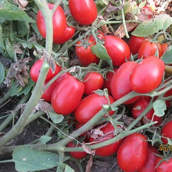 Насіння томату детермінантного 1509 F1 середньоранній, (5000 нас.) Lark Seeds