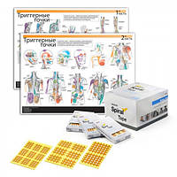 Плакати та книги м'язової системи людини