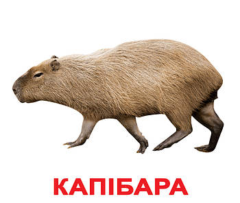Картки Домана Екзотичні тварини з фактами 20 карток на українській мові