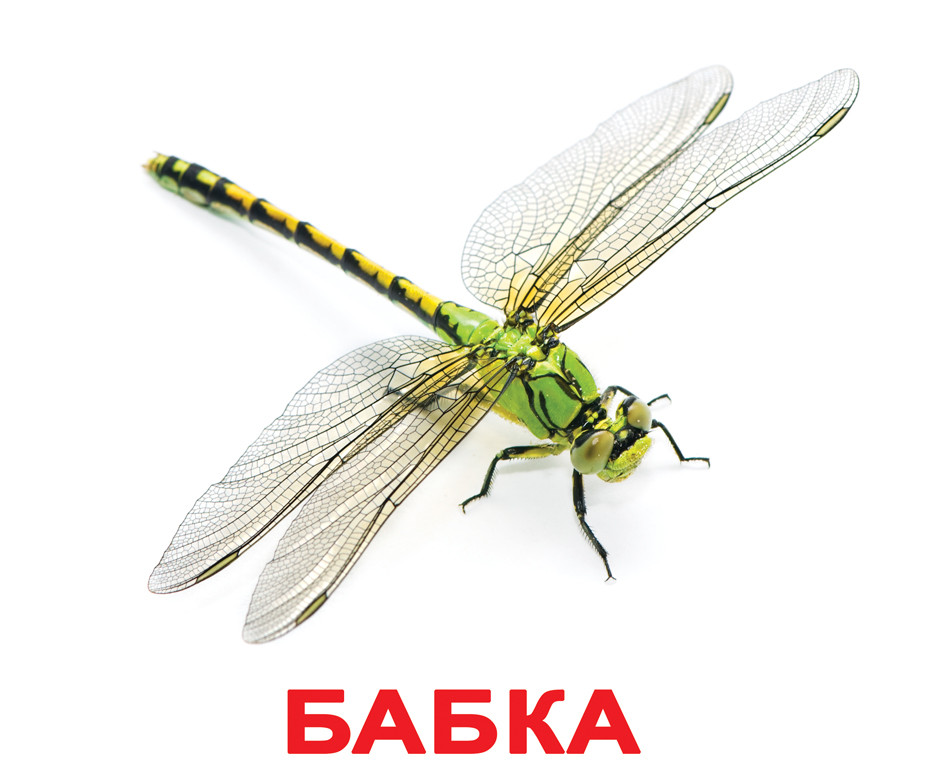Картки Домана Комахи з фактами 20 карток українською мовою