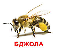 Картки Домана Комахи з фактами 20 карток українською мовою, фото 2