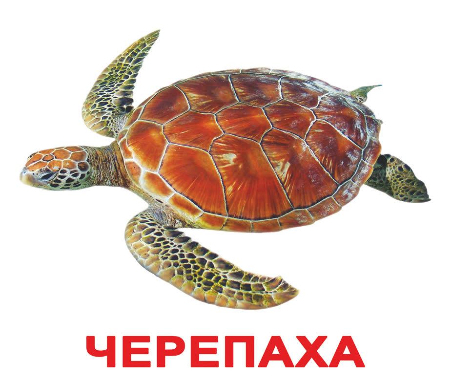 Картки Домана Мешканці водойм з фактами 20 карток на українській мові