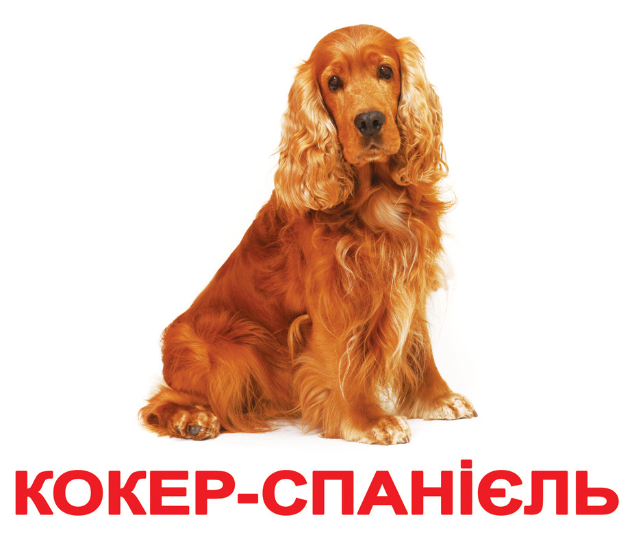 Картки Домана Породи собак з фактами 20 карток на українській мові