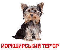 Картки Домана Породи собак з фактами 20 карток на українській мові, фото 3