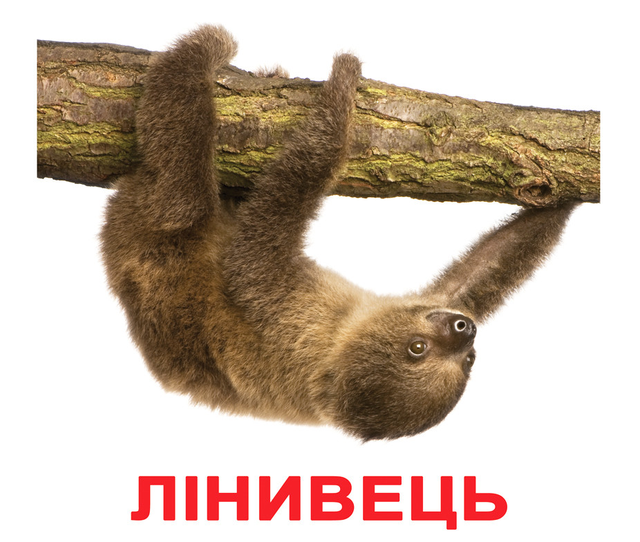 Картки Домана Екзотичні тварини з фактами 20 карток Ламінація на українській мові