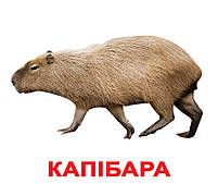 Картки Домана Екзотичні тварини з фактами 20 карток Ламінація на українській мові, фото 2