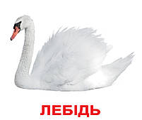 Картки Домана Птахи з фактами 20 карток Ламінація на українській мові, фото 2
