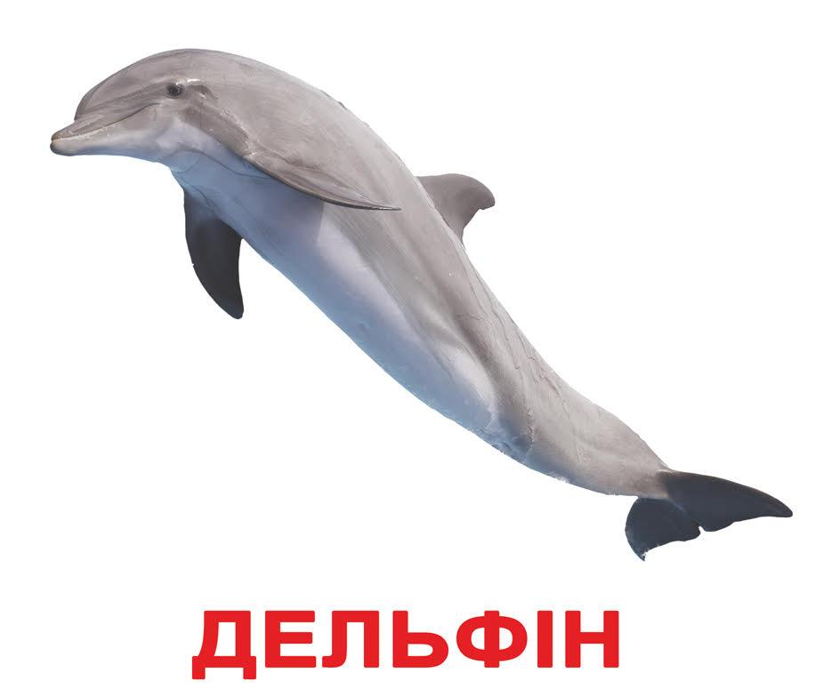 Картки Домана Мешканці водойм з фактами Ламінація 20 карток на українській мові