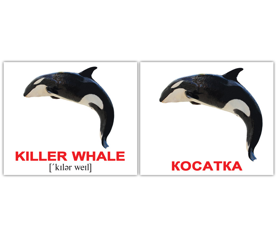 Картки Домана Водяні тварини/Water animals 40 міні-карток
