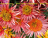 Хризантема корейська ЗІРКОВА ПРИНЦЕСА 0,5 л, фото 2