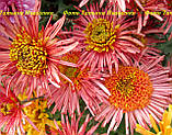 Хризантема корейська ЗІРКОВА ПРИНЦЕСА 0,5 л, фото 3