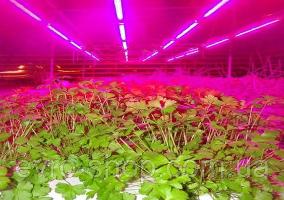 Фітосвітильник світлодіодний, підвісний, X-LED 70 Вт.