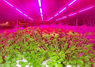 Фітосвітильник світлодіодний, підвісний, X-LED 70 Вт.