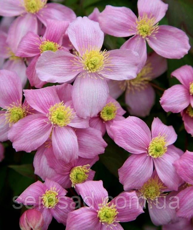 Клематис гірський Фрагранд Спрінг \ Clematis 'Fragrant Spring' (саджанці 3 роки С2л )