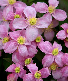 Клематис гірський Фрагранд Спрінг \ Clematis 'Fragrant Spring' (саджанці 3 роки С2л ), фото 2