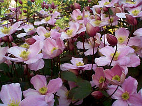 Клематис гірський Фрагранд Спрінг \ Clematis 'Fragrant Spring' (саджанці 3 роки С2л ), фото 2