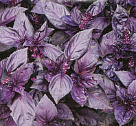 Базилик Фиолетовый Рози 0,3 гр Inter Seeds