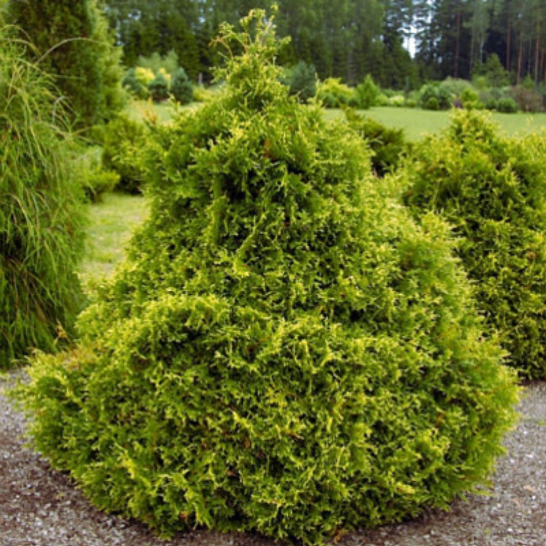 Туя західна Stolwijk 4 річна, Туя западная Столвик, Thuja occidentalis Stolwijk - фото 1 - id-p1288000772