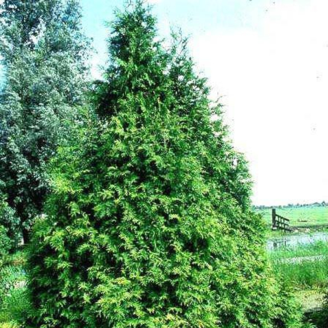 Туя західна Frieslandia для жвавості 3 коричнева 50 см, Туя західна Фризландія, Thuja occidentalis Frieslandia - фото 5 - id-p1288019122