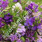 Люцерна кормова 500 г Gl Seeds, фото 3