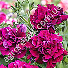 Петунія Дуо Бургунді F1 10 шт Gl Seeds, фото 3