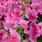 Петунія Лімбо рожева F1 10 шт Gl Seeds, фото 3