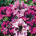 Петунія Супербісіма Пурпур F1 10 шт Gl Seeds, фото 2