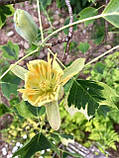 Тюльпанове дерево "Ауреомаргіната".
Liriodendron tulipifera "Aureomarginatum"., фото 7