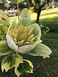 Тюльпанове дерево "Ауреомаргіната".
Liriodendron tulipifera "Aureomarginatum"., фото 5
