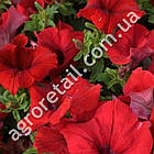 Петунія Хіт Парад F1 винно-червона 10 шт Gl Seeds, фото 3