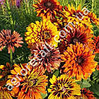 Рудбекія Черокі сансет 10 шт Gl Seeds, фото 3