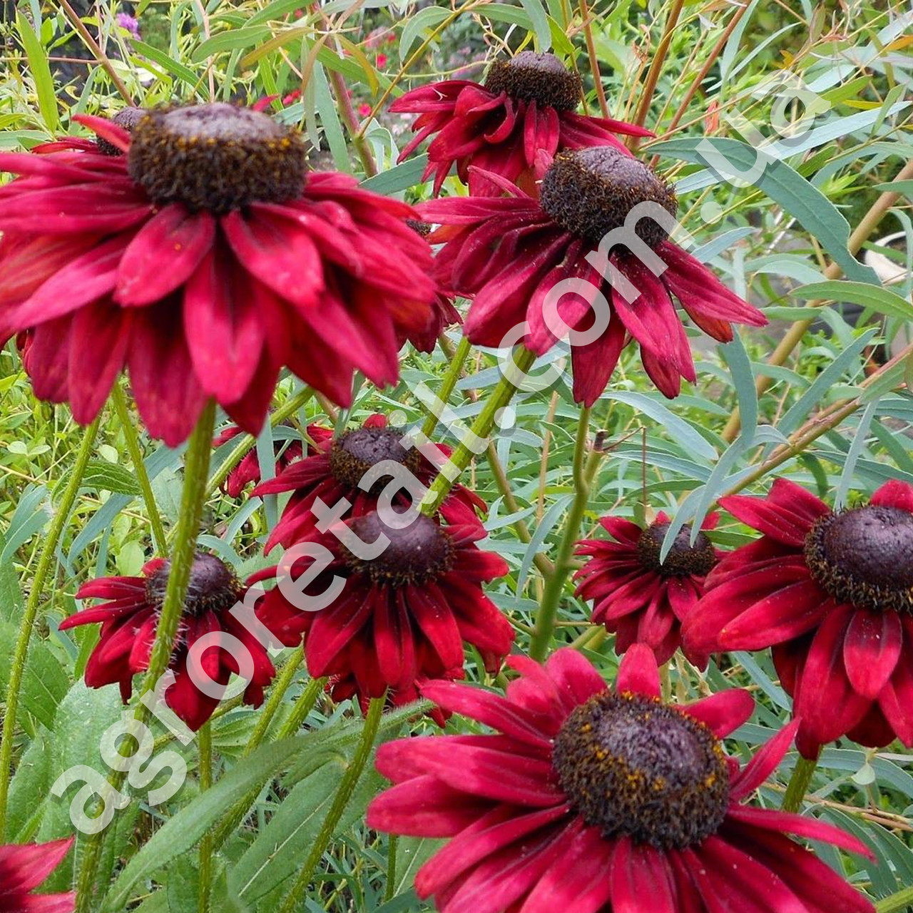 Рудбекия Черри бренди 10 шт Gl Seeds - фото 2 - id-p545327287