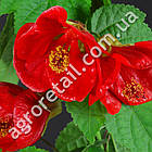 Абутилон Кімнатний Клен 0.1 г Gl Seeds, фото 3