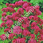 Агератум Голіаф червоний 0.1 г Gl Seeds, фото 2