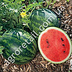 Кавун Мономах 3 г Gl Seeds, фото 3