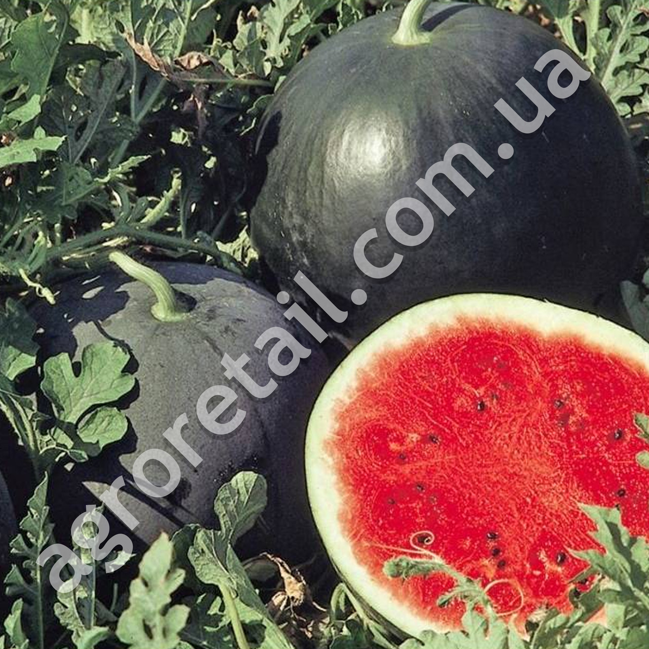 Арбуз Огонёк 3 г Gl Seeds - фото 2 - id-p524011392