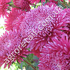Айстра Аполонія Даймонд 0.25 г Gl Seeds, фото 4