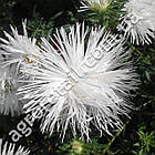 Айстра Срібна чапля 0.3 г Gl Seeds, фото 2