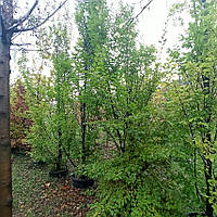 Граб обыкновенный Фастигиата carpinus betulus Fastigiata c 80 l h 500