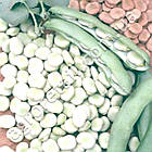 Боби Тричі білі 5 шт Gl Seeds, фото 3