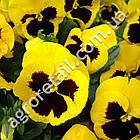 Віола Супер маджестік F1 0.1 г Gl Seeds, фото 3