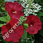 Гібіскус Магія ночі 5 шт Gl Seeds, фото 2