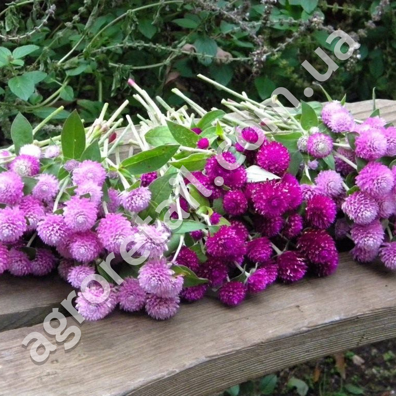 Гомфрена Земляничная поляна 0.1 г Gl Seeds - фото 3 - id-p541523663